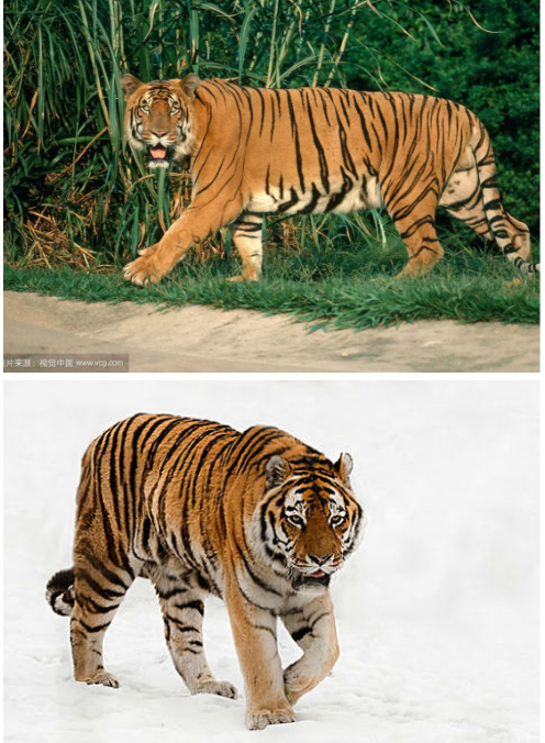 怎么区分东北虎和孟加拉虎?