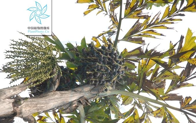 2 人赞同了该回答 鱼尾葵( caryota ochlandra hance ) 如果果实是