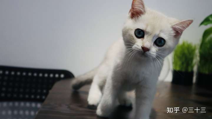 一只猫能可爱到什么程度?