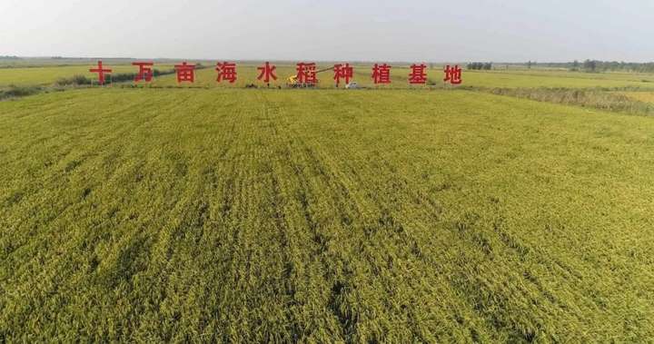 半岛都市报头版聚焦报道种福田10万亩海水稻迎来丰收季