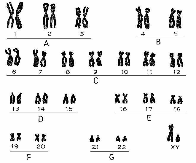 人身体中的x和y性染色体是否有同源染色体?