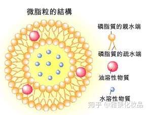 微脂囊是一种具有特殊结构的纳米级磷脂小球,在它的球体外分别有一个