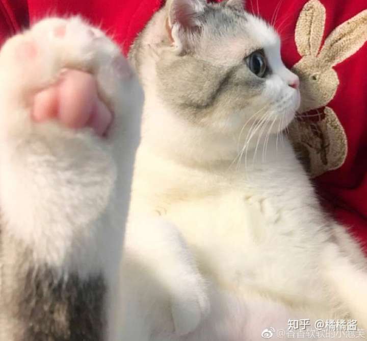 香香软软的小泡芙.放一点最近存的照片.