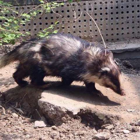 arctonyx collaris),别称沙獾,山獾,是鼬科,猪獾属的哺乳动物