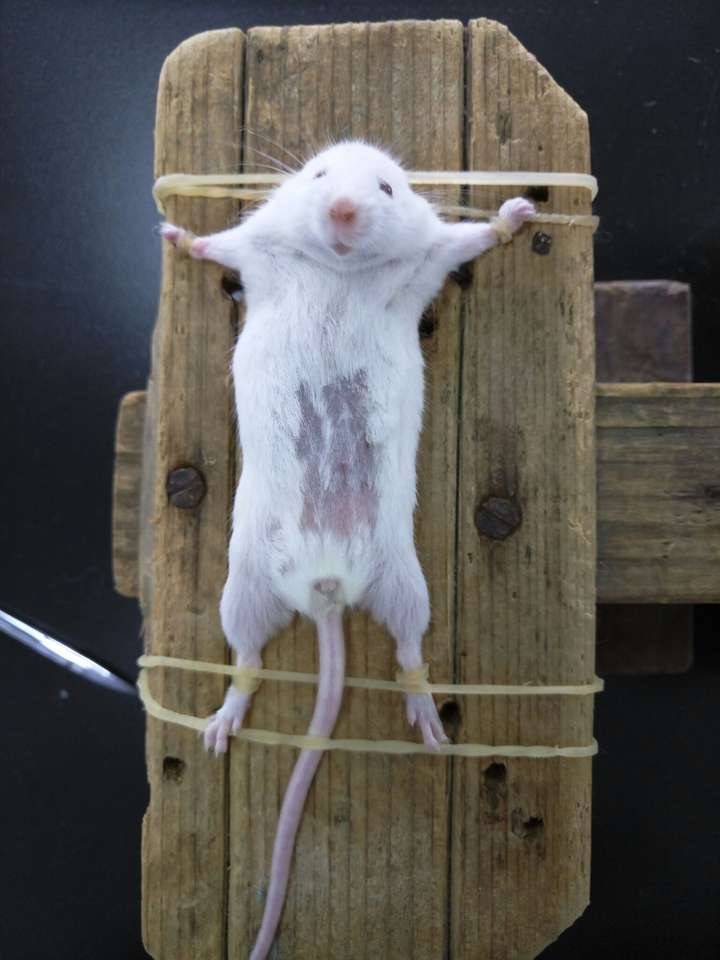 继续观察实验完已被解剖的小鼠是一种残忍吗?