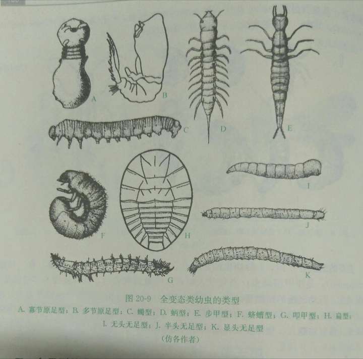 蛃型幼虫和蠋型幼虫都属于多足形幼虫.