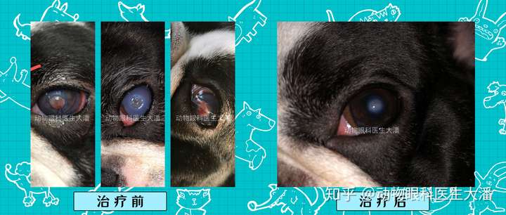 狗狗得了角膜炎怎么办?