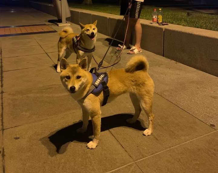 你们的小柴犬花多少钱买的?