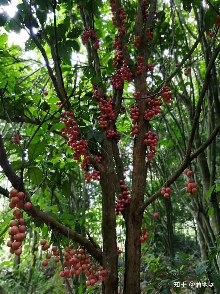 广西同学发的的木奶果和九层皮.