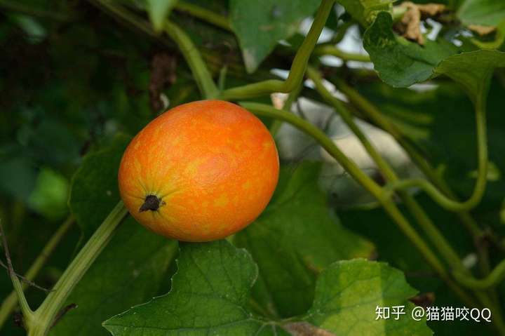 什么是瓜蒌 知乎