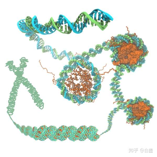 一文读懂染色质可及性及atac-seq