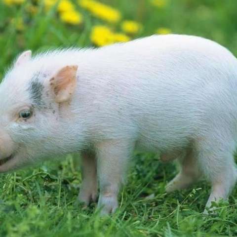 宠物猪