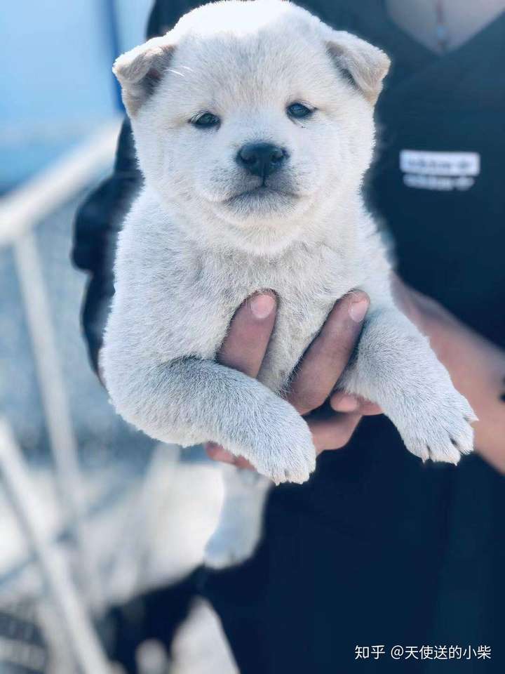 请问那些犬舍可以买到白色柴犬?
