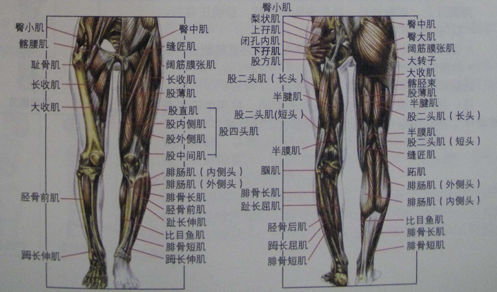 而肌群中分布着各个肌肉,各个肌肉又相互配合完成我们的日常动作.