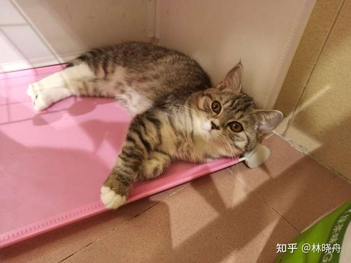 这是美短还是狸花猫或者是串串啊?