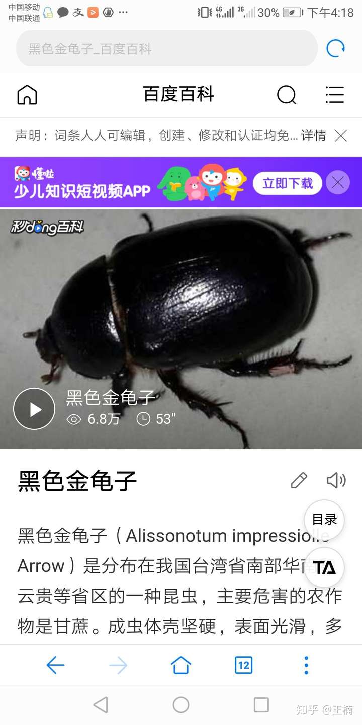 黑色金龟子 就是这货