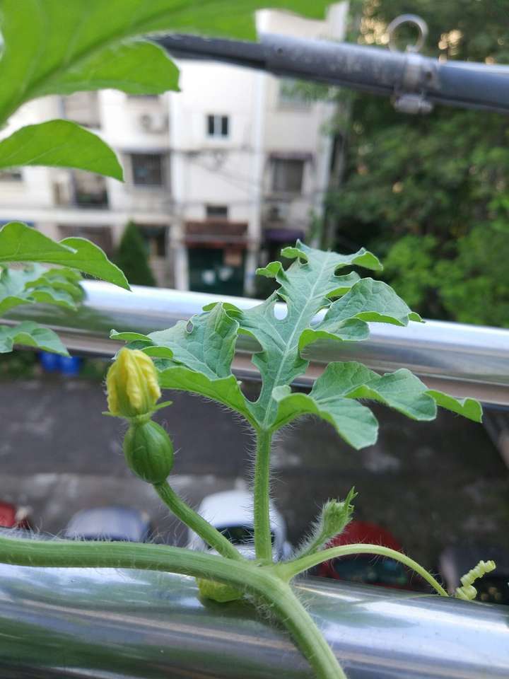 每一株上的雄花数量是雌花的四五倍吧(雌花下面有个小西瓜),可以辅助