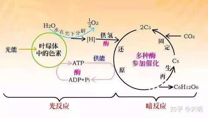 水的光解和atp的合成有联系吗?