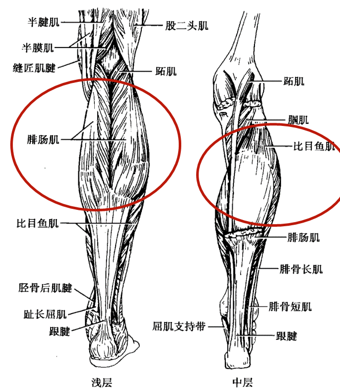 从医学的角度主要有以下几个方法 首先,我们来看一下小腿的解剖结构