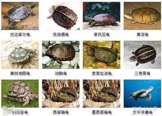 乌龟种类有多少种