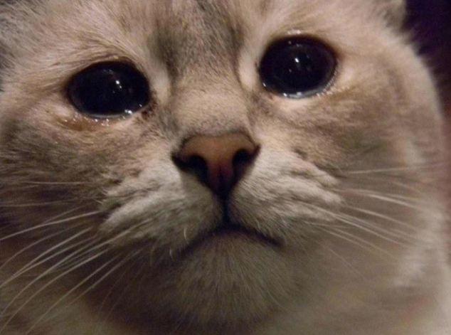 猫咪伤心难过时也会流泪吗?