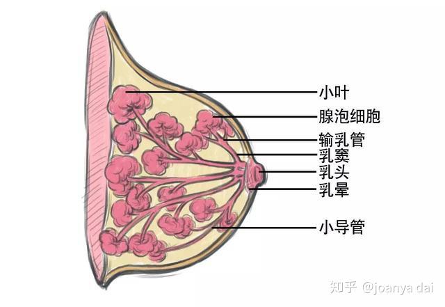 两种主要模式是导管增生和小叶增生