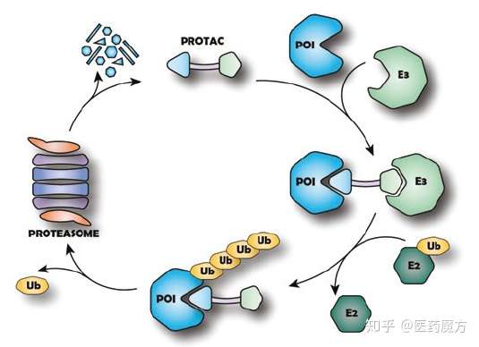 聚焦protac20012019年靶点汇总