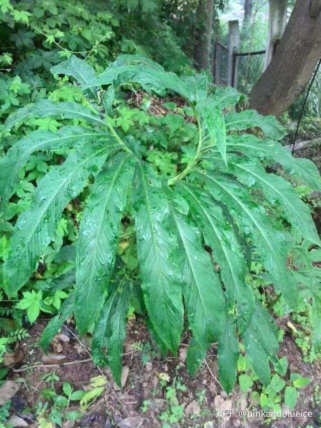 异叶天南星,照片于2014年摄于缙云山.