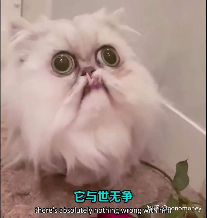 当头像哈哈哈 第四个是法令纹猫,真是看一次笑一次哈哈哈 各有各的丑