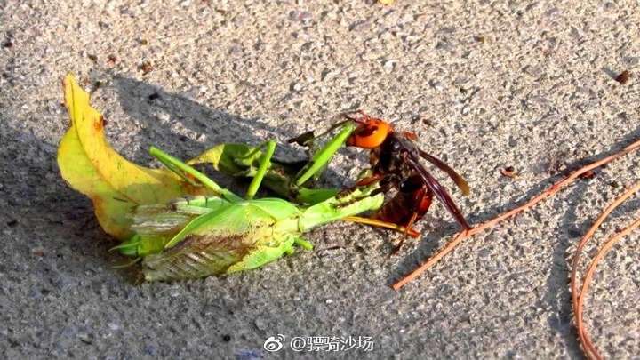 对大型螳螂来说,同体型甚至比螳螂还略小的金环胡蜂(也叫虎头蜂,在