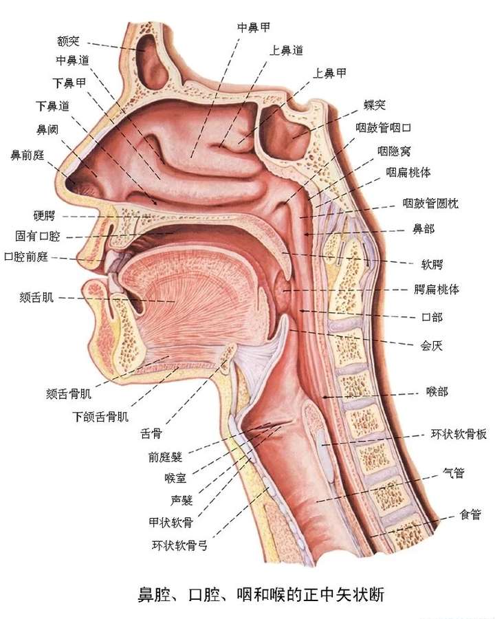 如何看待出现一新冠肺炎患者三次咽拭子检测均为阴性,通过下呼吸道