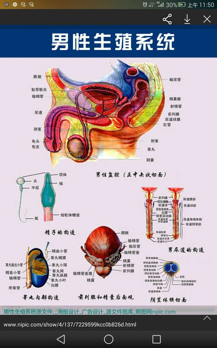 向尿道里注水,可以注进膀胱,但是会进入精囊里吗?