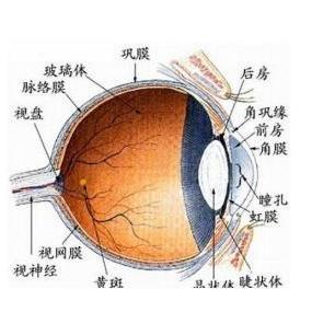 玻璃体不是玻璃,它是人眼中类似于玻璃一样的物质,其无色透明,半固邋