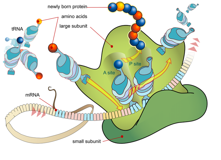 蛋白质翻译的过程(from wikipedia)