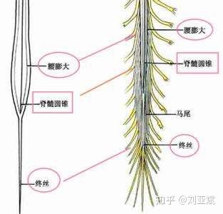 由于脊髓圆锥位置和马尾神