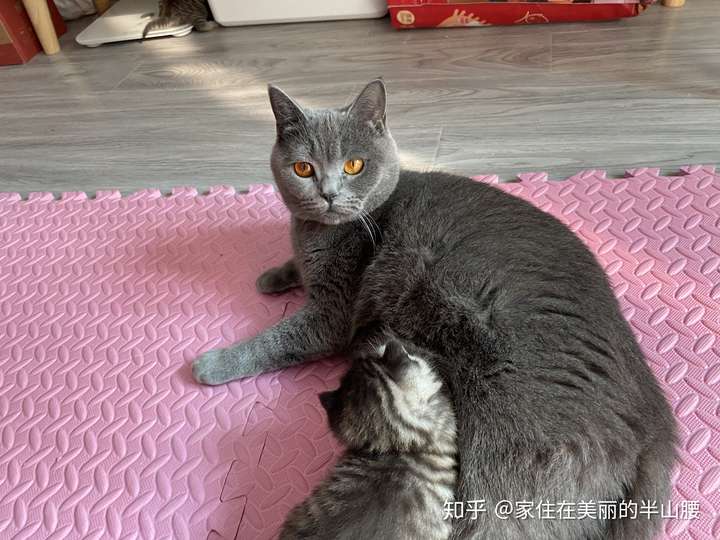 想知道英短蓝猫和美短虎斑配出来是啥样的?