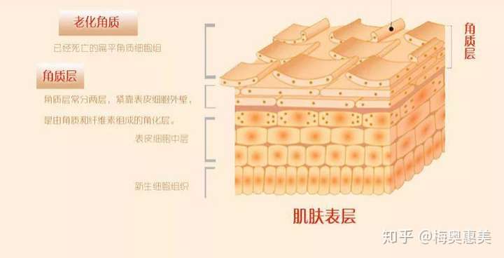 一,角质层相关内容 你会不会偶尔在脸上搓下来一层灰色的"杂质",并