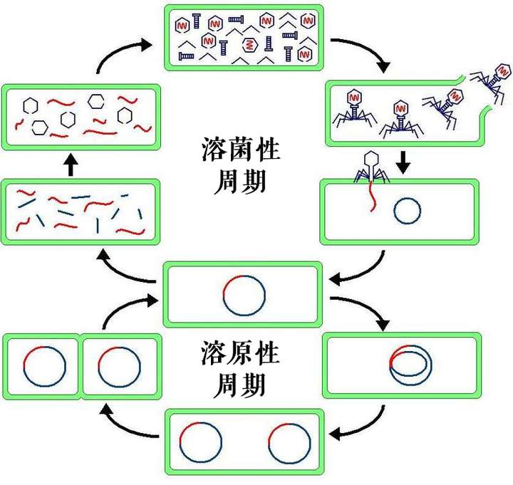 病毒之间存在群体感应吗?