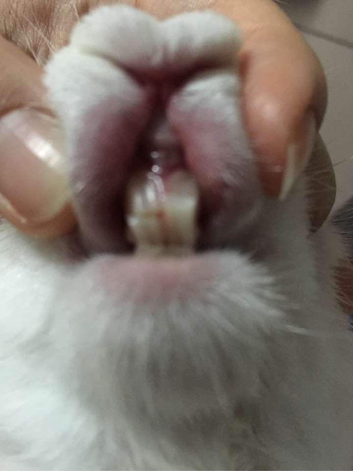 兔子的门牙断了怎么处理?