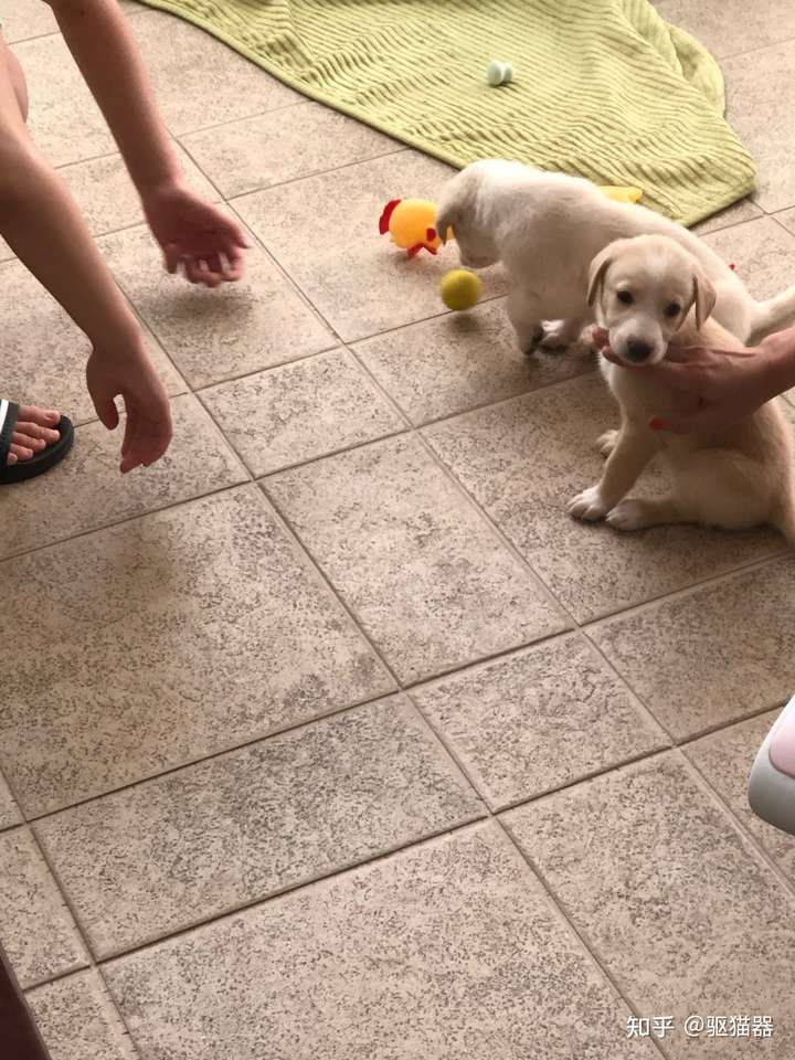 北非猎犬是一种什么样的动物?