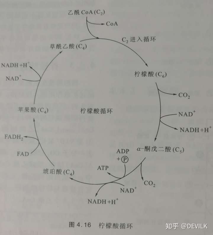 先来说说柠檬酸循环每一步的反应吧 如图,在丙酮酸进入线粒体后发生如