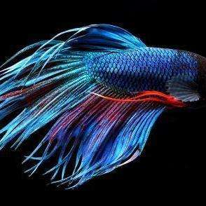 fighting fish,学名:betta splendens),别名五彩搏鱼,暹罗斗鱼,彩雀鱼