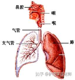 呼吸道图解