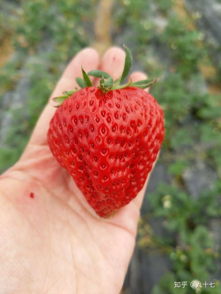 这么大的草莓 ,能吃吗?