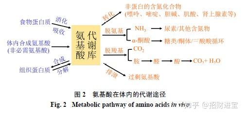 稳定同位素示踪技术在氨基酸代谢调控中的应用