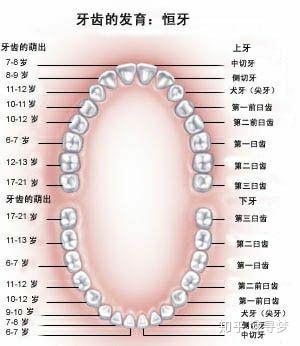 乳牙共20个,恒牙共32个.根据牙的形态和功能的不同,乳牙分为乳切牙.