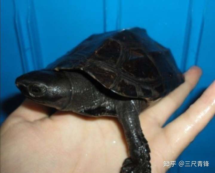 全身黑色的这是什么龟?
