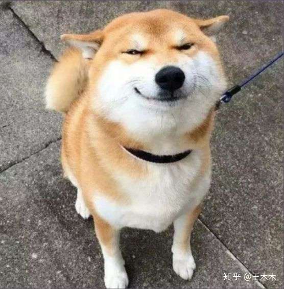 单词cicada怎么读?