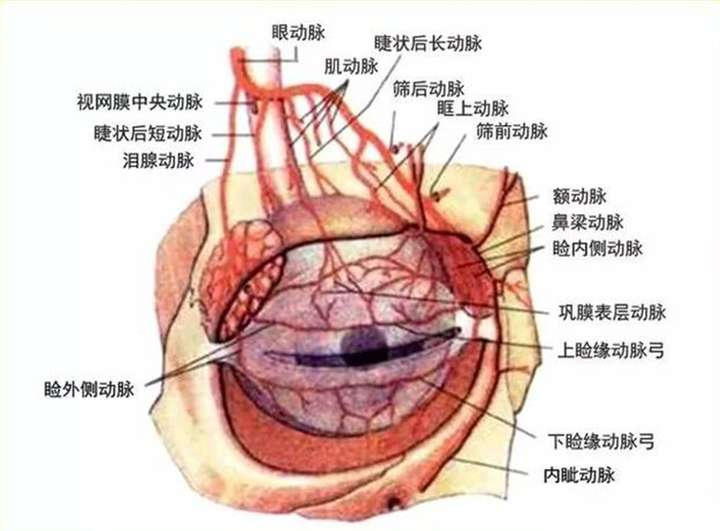 眼部组织结构图