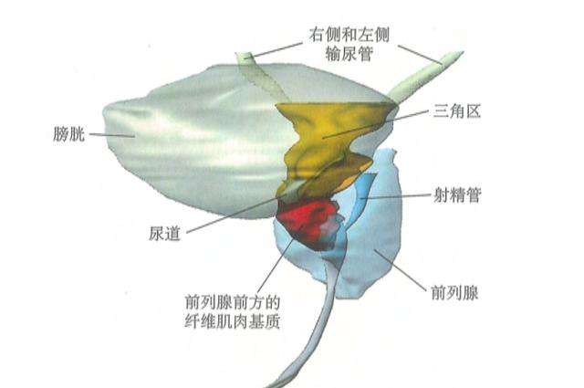 带你深入了解人类的前列腺结构,解决你对前列腺的疑问